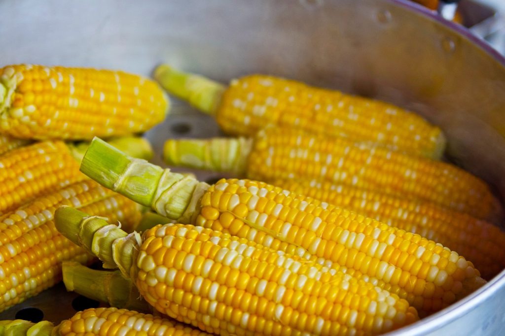 Mazorcas de maíz.